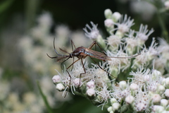 Toxorhynchites rutilus septentrionalis
