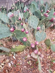 Opuntia pyrocarpa