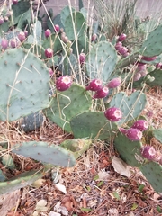 Opuntia pyrocarpa