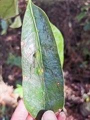 Leptotarsus virescens