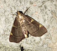 Hypsopygia binodulalis