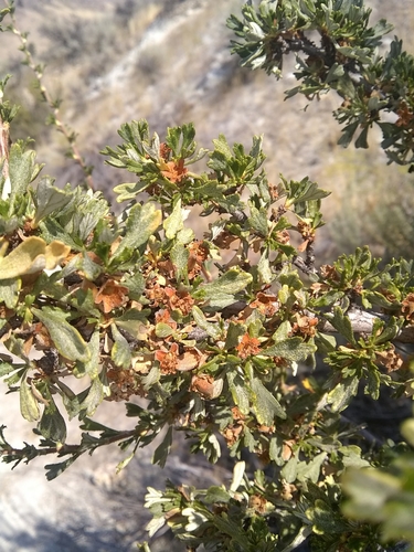 Antelope Bitterbrush