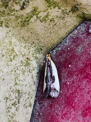 Dichomeris inserrata