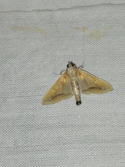 Diaphania fumosalis