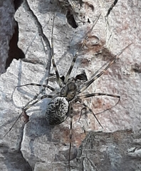 Drapetisca alteranda
