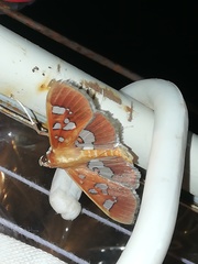 Phostria oajacalis