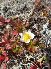 Sieversia pusilla