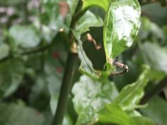 Geometridae