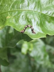 Geometridae