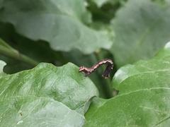Geometridae