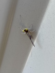 Leucrocuta maculipennis