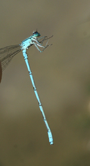 Coenagrion lanceolatum