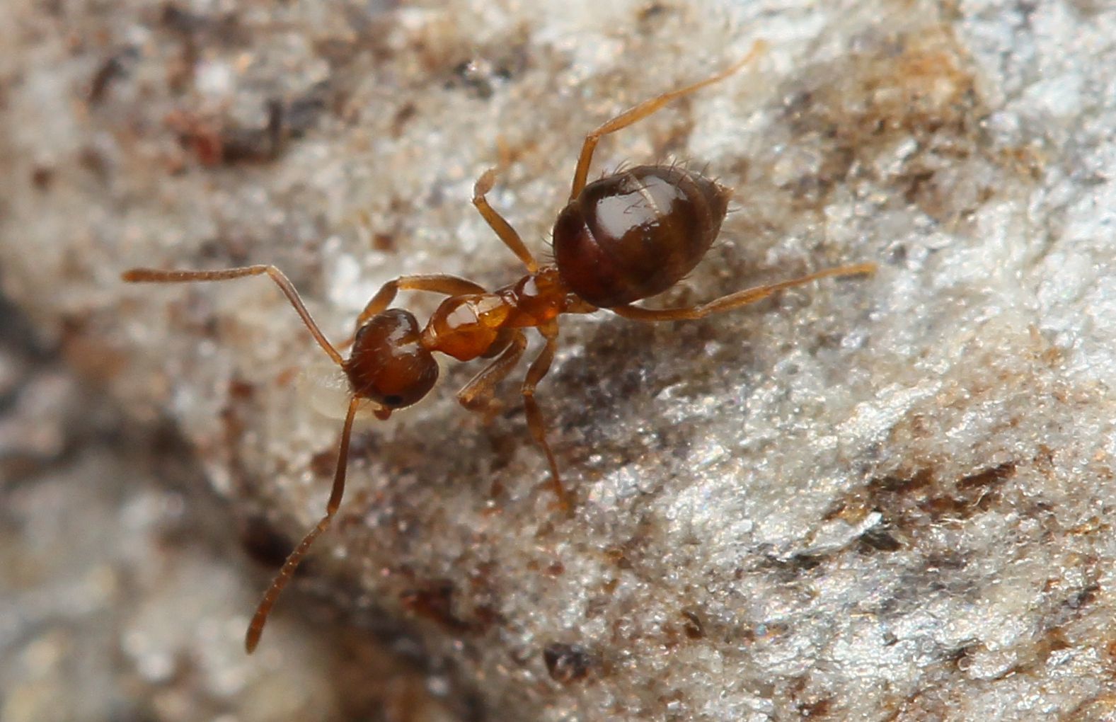Nylanderia sharpii