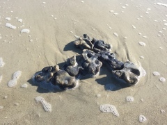 Aplidium stellatum