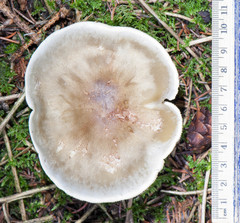 Tricholoma