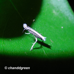 Epicephala lativalvaris