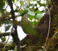 Syndactyla rufosuperciliata