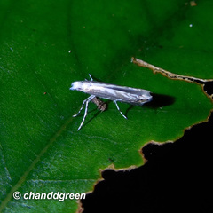 Epicephala lativalvaris