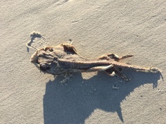 Rostroraja eglanteria