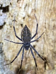 Argiope ocyaloides