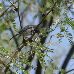 Polioptila melanura