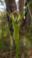 Pterostylis baptistii