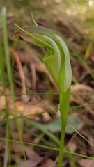 Pterostylis baptistii