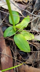 Pterostylis baptistii