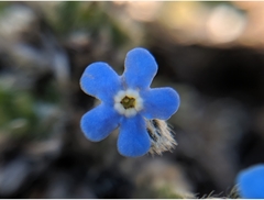 Eritrichium argenteum