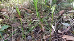 Pterostylis baptistii
