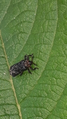 Octotoma scabripennis