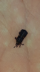 Octotoma scabripennis