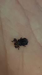 Octotoma scabripennis