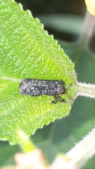 Octotoma scabripennis