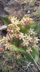 Asclepias jaliscana