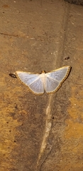 Leuciris fimbriaria