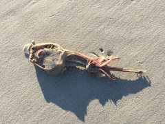 Rostroraja eglanteria