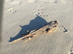 Rostroraja eglanteria