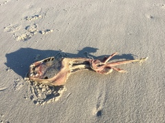 Rostroraja eglanteria