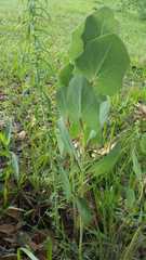 Roldana sessilifolia