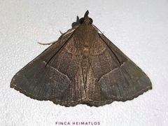 Hypena hemonalis