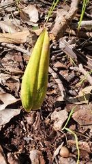 Cryptostylis ovata