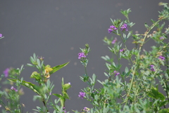 Medicago sativa