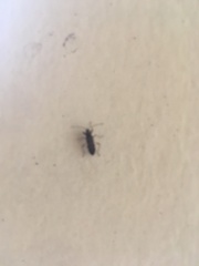 Heteroptera