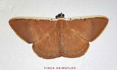 Palyas micacearia