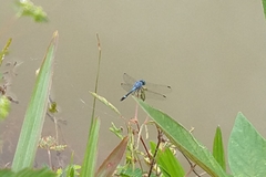 Micrathyria aequalis