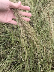 Sporobolus compositus