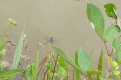 Micrathyria aequalis