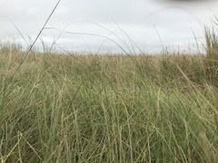 Sporobolus compositus