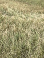 Sporobolus compositus